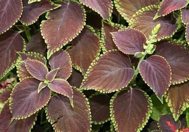 Coleus